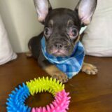 Cookie French Bulldog 02