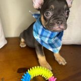 Cookie French Bulldog 03