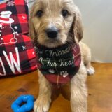 Cooper Goldendoodle 01