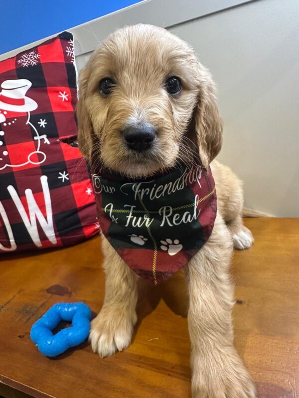 Cooper Goldendoodle 01