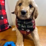 Cooper Goldendoodle 02