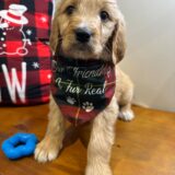 Cooper Goldendoodle 03