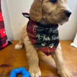 Cooper Goldendoodle 04