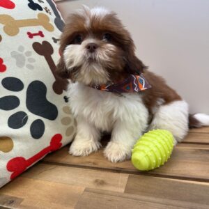 Cooper Shih Tzu 01