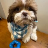 Cooper Shih Tzu 01