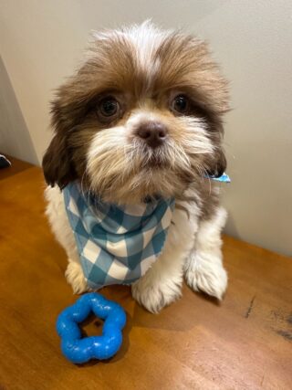 Cooper Shih Tzu 01