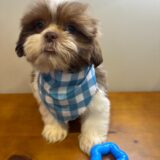 Cooper Shih Tzu 02