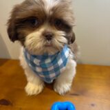 Cooper Shih Tzu 03