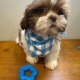 Cooper Shih Tzu 04