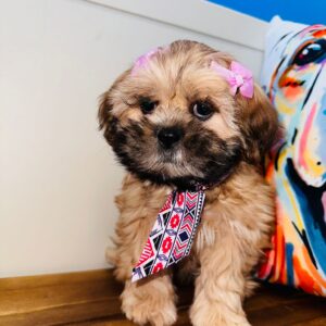 Cora Shih Tzu 01