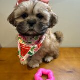 Cora Shih Tzu 01