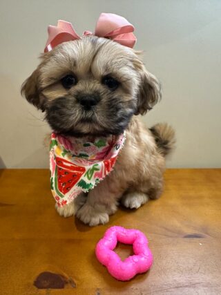 Cora Shih Tzu 01