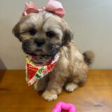 Cora Shih Tzu 02