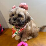 Cora Shih Tzu 03