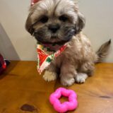 Cora Shih Tzu 04