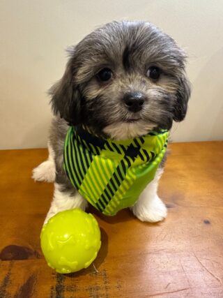 Dakota Shihpoo 01