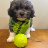 Dakota Shihpoo 02