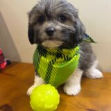 Dakota Shihpoo 04