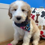 Dalton Goldendoodle 01