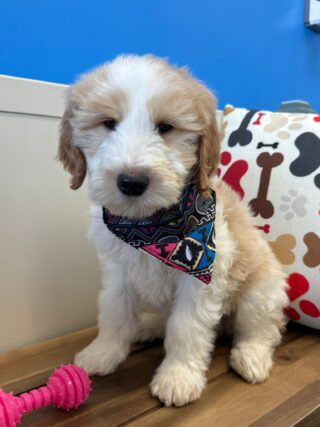 Dalton Goldendoodle 01