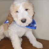 Dalton Goldendoodle 01