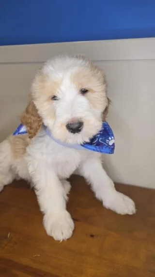 Dalton Goldendoodle 01