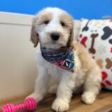 Dalton Goldendoodle 02