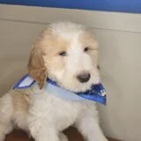 Dalton Goldendoodle 02