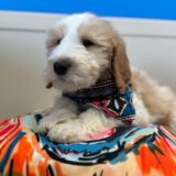 Dalton Goldendoodle 03