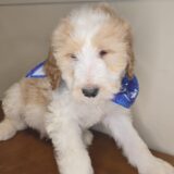 Dalton Goldendoodle 03