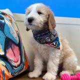 Dalton Goldendoodle 04