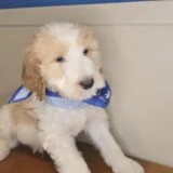 Dalton Goldendoodle 04