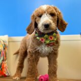 Dan Goldendoodle 01