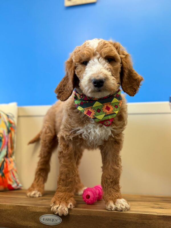 Dan Goldendoodle 01