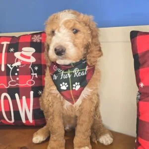 Dan Goldendoodle 01