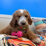 Dan Goldendoodle 02