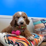 Dan Goldendoodle 03