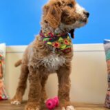 Dan Goldendoodle 04