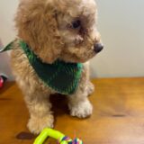 Danger Miniature Poodle 04