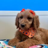 Demi Goldendoodle 01