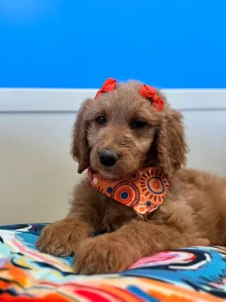 Demi Goldendoodle 01