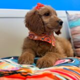 Demi Goldendoodle 02