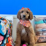 Demi Goldendoodle 03