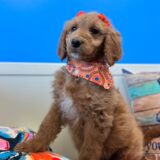 Demi Goldendoodle 04