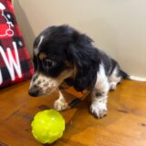 Diesel Miniature Dachshund 04