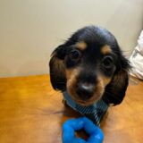 Dino Miniature Dachshund 01