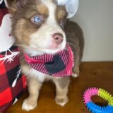 Diva Australian Shepherd 01