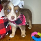 Diva Australian Shepherd 02