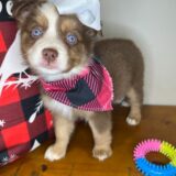 Diva Australian Shepherd 03