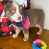 Diva Australian Shepherd 04